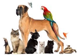 pets products