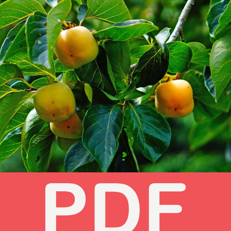 برنامج سنوي منظم لأشجار الكاكي خطوة بخطوة 70/30