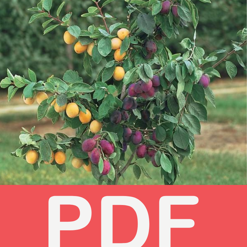 سرّ الإنتاج العالي في زراعة البرقوق