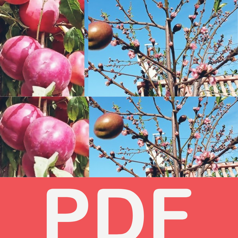 برنامج سنوي منظم لأشجار الخوخ والشهدية خطوة بخطوة 70/30